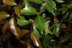 Syzygium crebrinerve