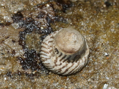 Bembicium nanum