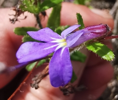Lobelia neglecta
