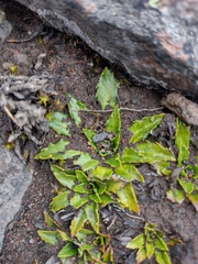 Hypochaeris sessiliflora