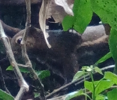 Callosciurus notatus