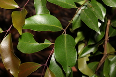 Syzygium crebrinerve