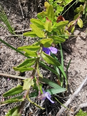 Lobelia neglecta