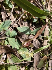 Chiloglottis triceratops