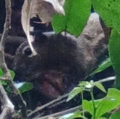 Callosciurus notatus