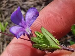 Lobelia neglecta