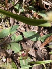 Chiloglottis triceratops