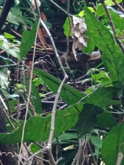 Callosciurus notatus