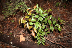 Syzygium crebrinerve