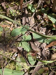Chiloglottis triceratops