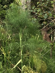 Asparagus officinalis