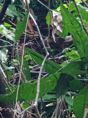 Callosciurus notatus