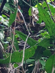 Callosciurus notatus