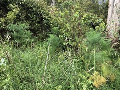 Asparagus officinalis