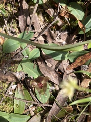 Chiloglottis triceratops