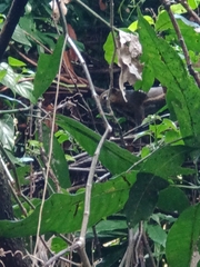 Callosciurus notatus