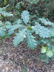 Quercus