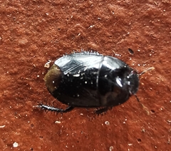 Geotomini