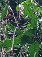 Callosciurus notatus