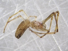 Tetragnatha nitens