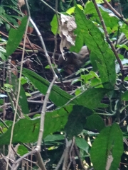 Callosciurus notatus