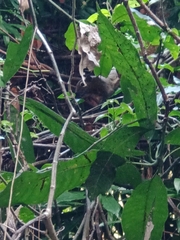 Callosciurus notatus