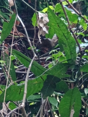 Callosciurus notatus