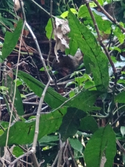 Callosciurus notatus