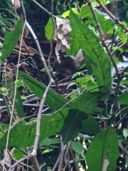 Callosciurus notatus