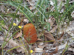 Banksia gardneri
