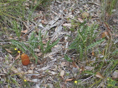 Banksia gardneri