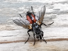 Eriothrix rufomaculata