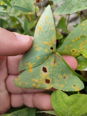 Puccinia oxalidis