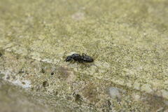 Camponotus japonicus