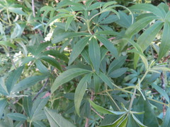 Vitex negundo