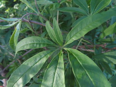 Vitex negundo