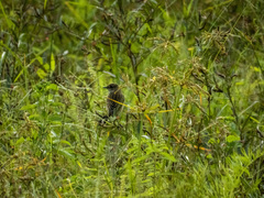 Saxicola stejnegeri