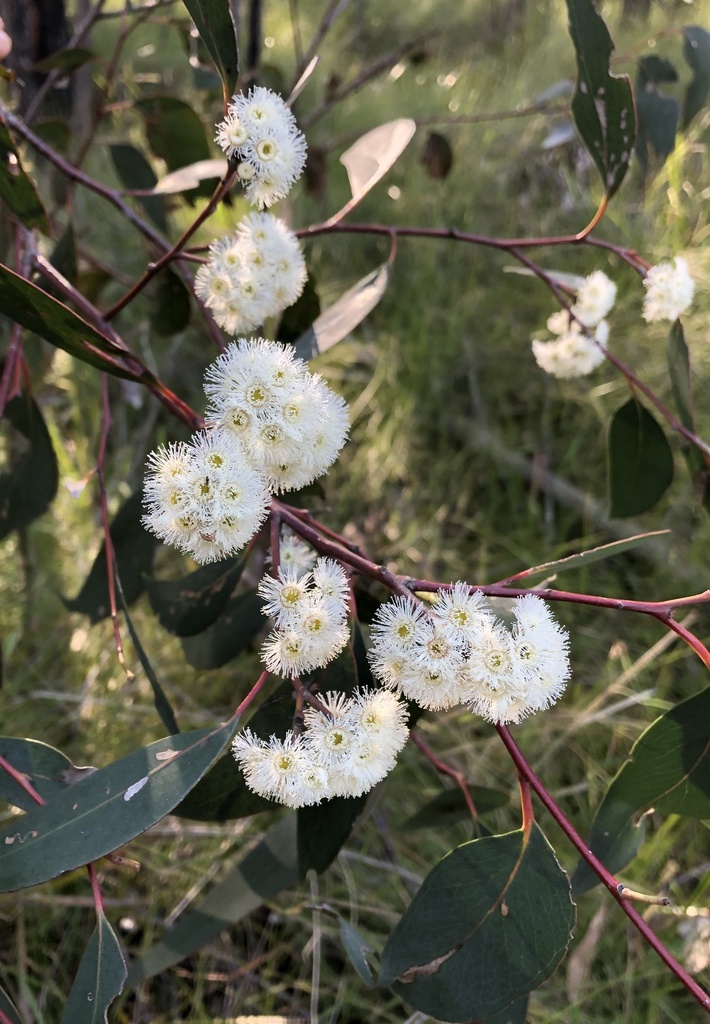 narrow-leaf peppermint gum from Bunyip State Park, Labertouche, VIC, AU ...