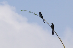 Dicrurus macrocercus harterti