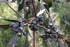 Eucalyptus radiata