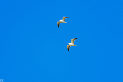 Larus fuscus