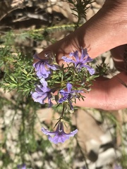 Scaevola crassifolia