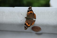 Vanessa indica indica