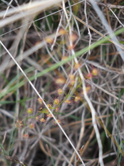 Drosera drummondii