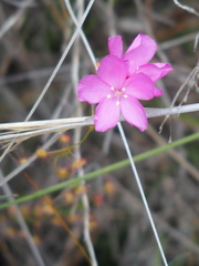 Drosera drummondii