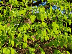 Chloroleucon acacioides