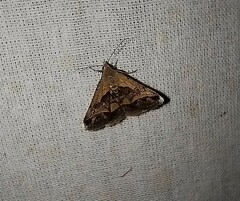 Acantholipes
