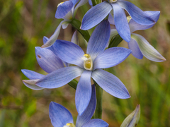 Thelymitra aristata