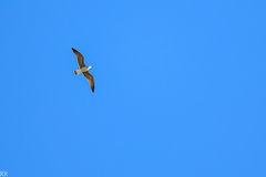 Larus fuscus