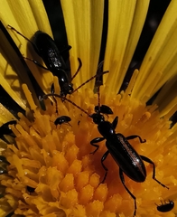 Neoeutrapela